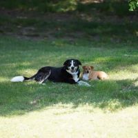 Carrboro Plaza Veterinary Clinic ico