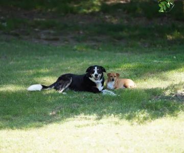 Carrboro Plaza Veterinary Clinic
