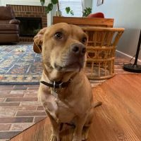Mebane Pet Clinic ico