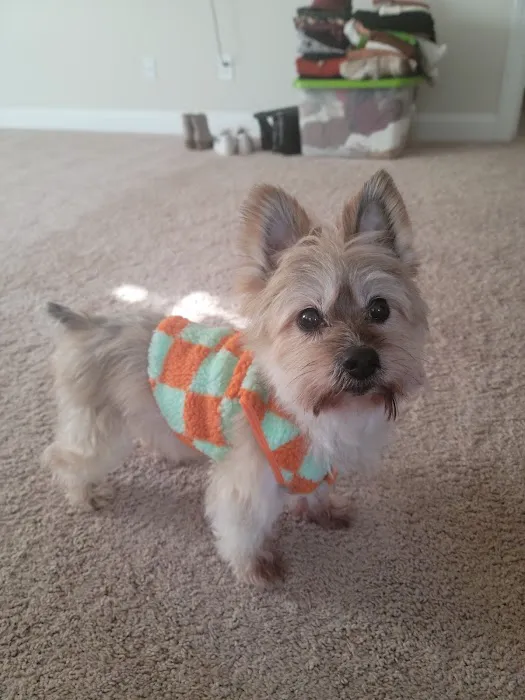 Mebane Pet Clinic 7