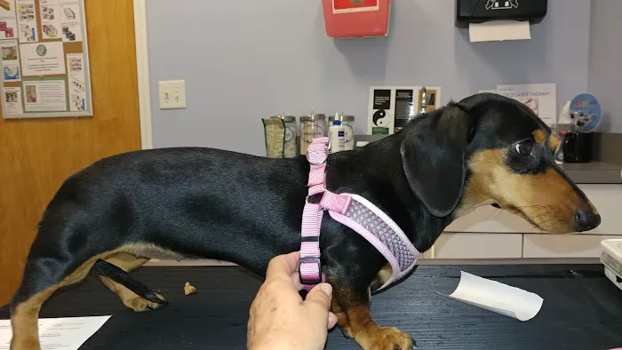 Mebane Pet Clinic 4