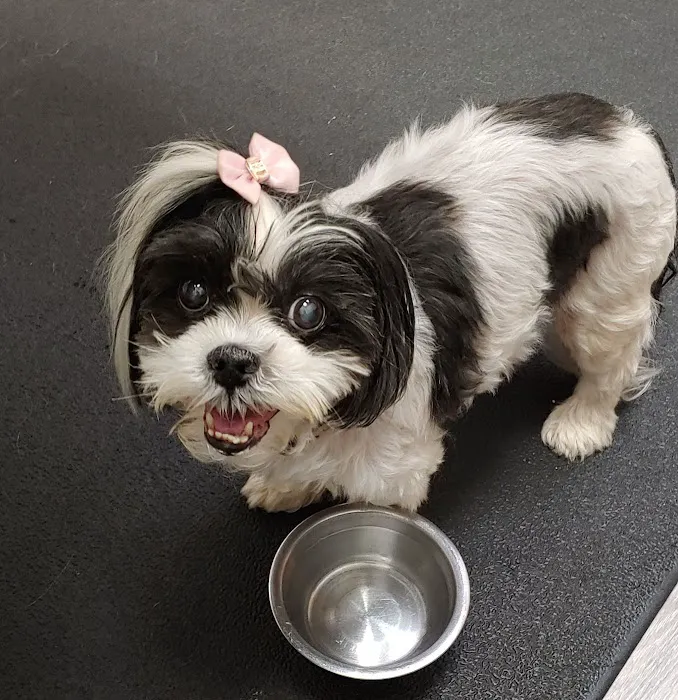 Mebane Pet Clinic 5