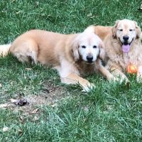 Cole Park Veterinary Hospital ico