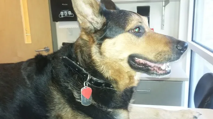 Cole Park Veterinary Hospital 6