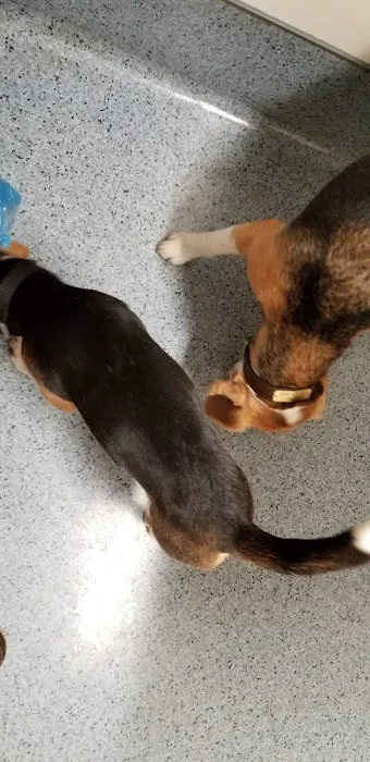 The Animal Hospital of Carrboro 5