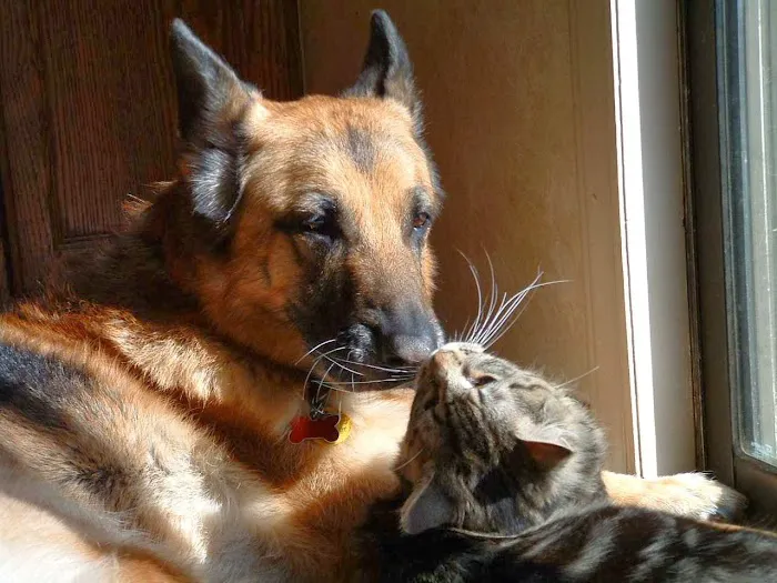 The Animal Hospital of Carrboro 6