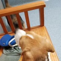 The Animal Hospital of Carrboro ico