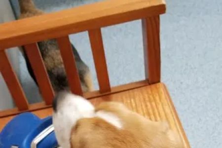 The Animal Hospital of Carrboro