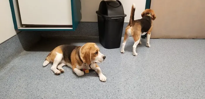 The Animal Hospital of Carrboro 2