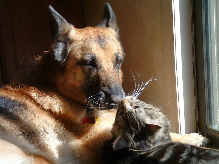 The Animal Hospital of Carrboro 9