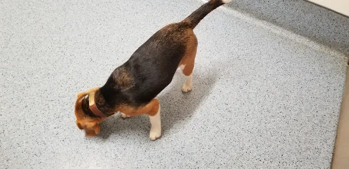 The Animal Hospital of Carrboro 4