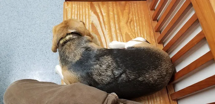 The Animal Hospital of Carrboro 7