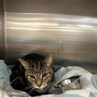 Kindred Heart Animal Hospital ico