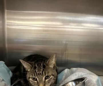 Kindred Heart Animal Hospital