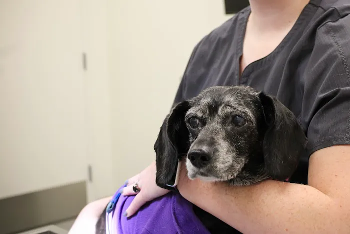 Kindred Heart Animal Hospital 3
