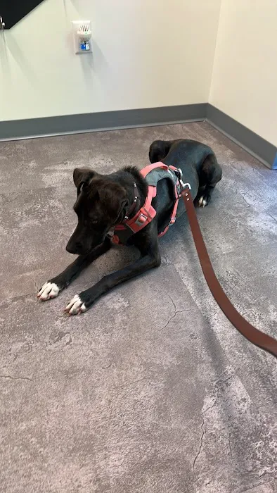 Kindred Heart Animal Hospital 5