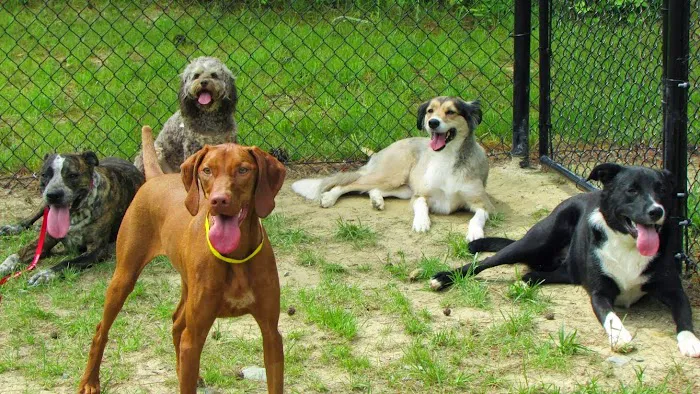 Dogwood Veterinary Hospital & Pet Resort 5