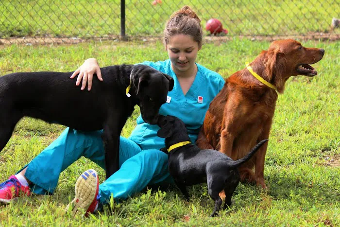 Dogwood Veterinary Hospital & Pet Resort 2