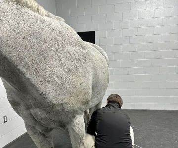Performance Equine Mobile Veterinary Services PLLC