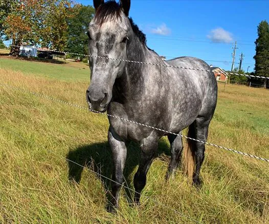 3H Equine Hospital and Mobile Veterinary Services 5