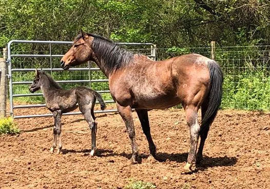 3H Equine Hospital and Mobile Veterinary Services 8