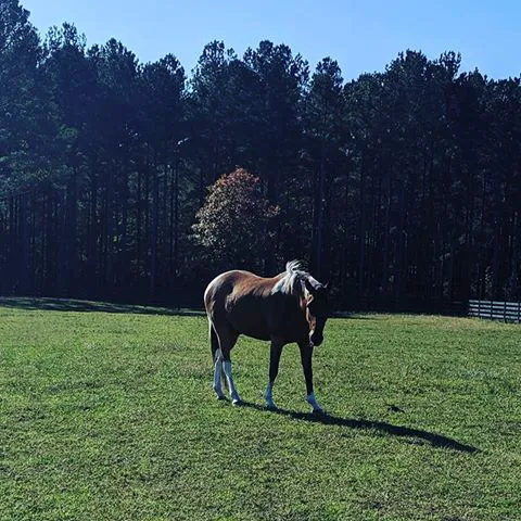 3H Equine Hospital and Mobile Veterinary Services 9