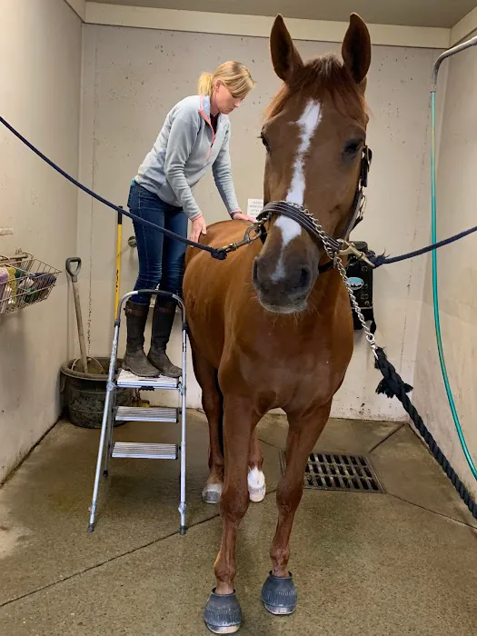 3H Equine Hospital and Mobile Veterinary Services 7