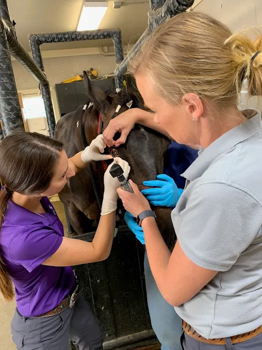 3H Equine Hospital and Mobile Veterinary Services 3