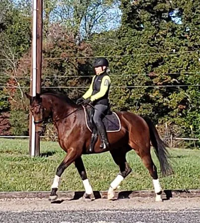 3H Equine Hospital and Mobile Veterinary Services 6
