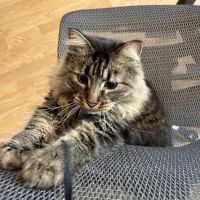 Western Wake Veterinary Services ico