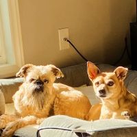 Banfield Pet Hospital ico