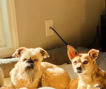 Banfield Pet Hospital