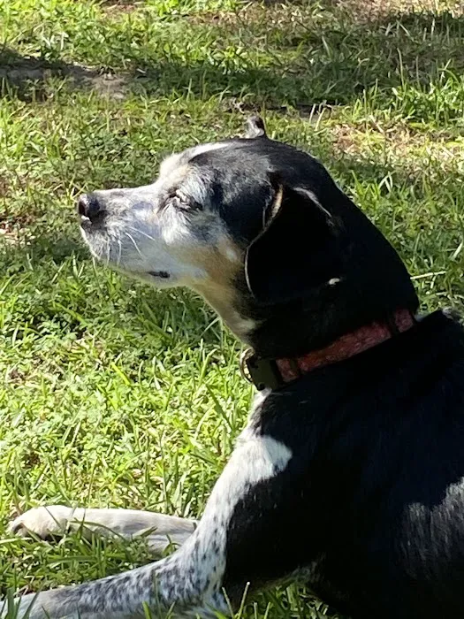 Myres Animal Hospital 2