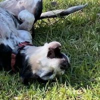 Myres Animal Hospital ico