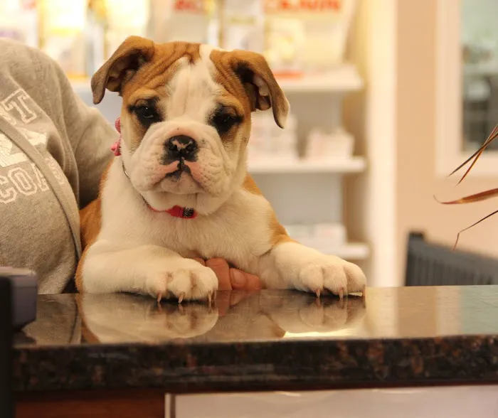 Willow Creek Animal Hospital 9