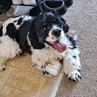 Willow Creek Animal Hospital ico