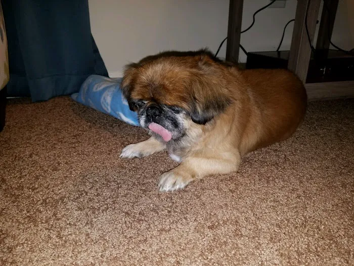 Willow Creek Animal Hospital 5