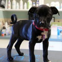 Sanford Animal Hospital ico