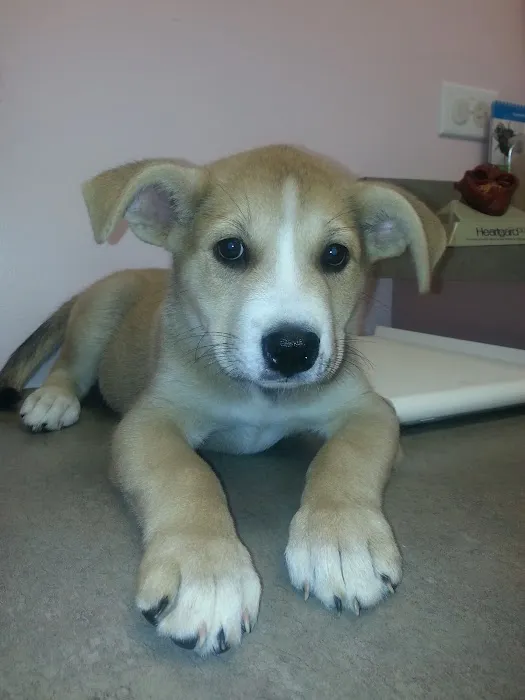 Carolina Veterinary Hospital of Sanford, PC 2