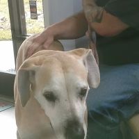 Carolina Veterinary Hospital of Sanford, PC ico