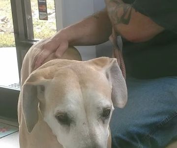 Carolina Veterinary Hospital of Sanford, PC