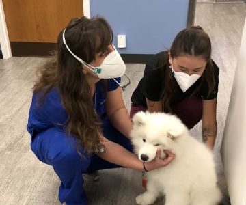 Midtown Veterinary Medical Center