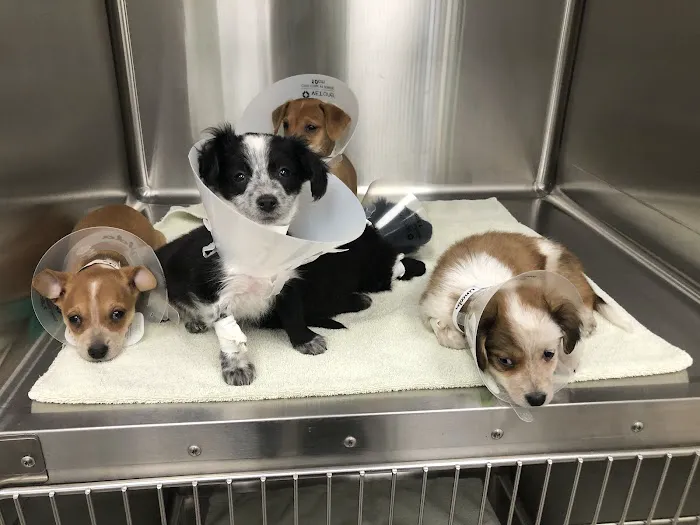 Midtown Veterinary Medical Center 2