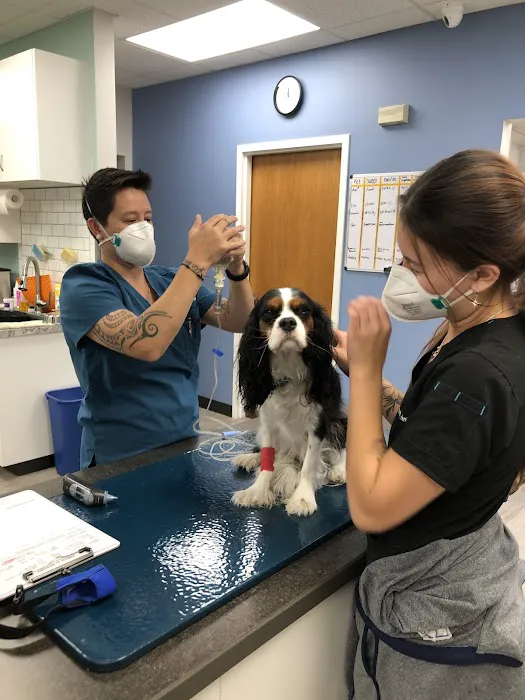 Midtown Veterinary Medical Center 4