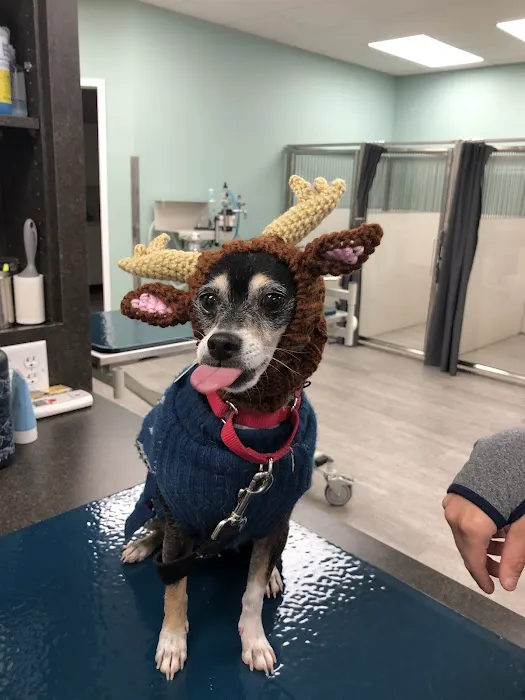 Midtown Veterinary Medical Center 3