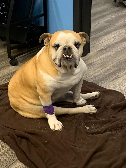 Moore Animal Hospital 4