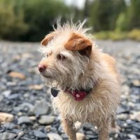Red Sage Integrative Veterinary Partners ico