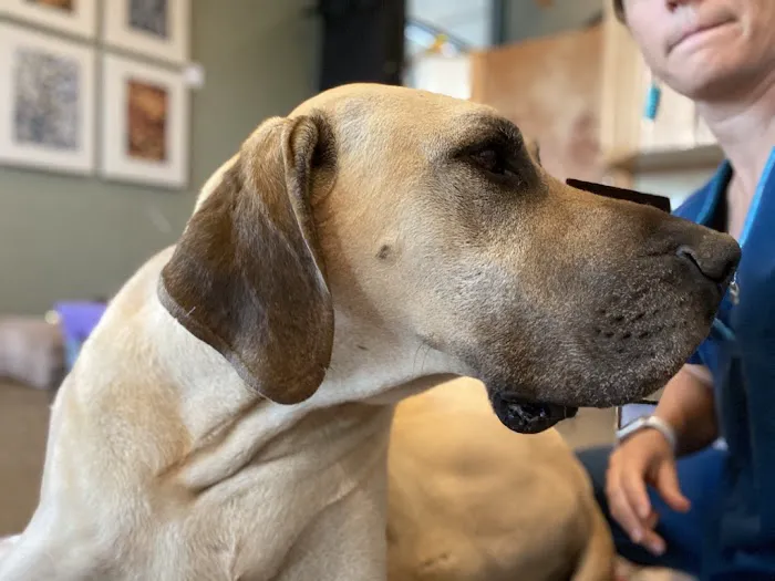 Red Sage Integrative Veterinary Partners 3