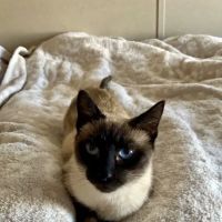 Animal Friends Alliance ico