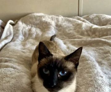 Animal Friends Alliance